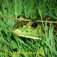 /home//u458753944/public_html/sourcegallery//////////////Frogs/More bullfrogs/P6080142.JPG